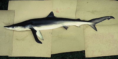 tiburon azul Blue Shark