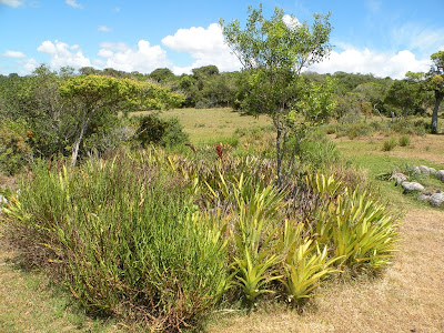 Caraguatá Aechmea disticantha