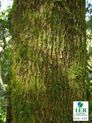 árboles nativos del delta