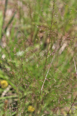 Gramillón (Eragrostis airoides)