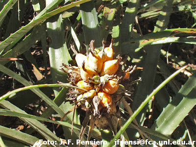 Chaguar (Bromelia serra)