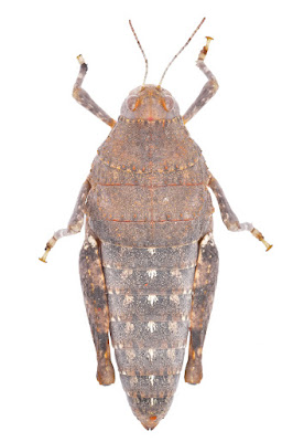 Tucura sapo chica (Bufonacris terrestris)