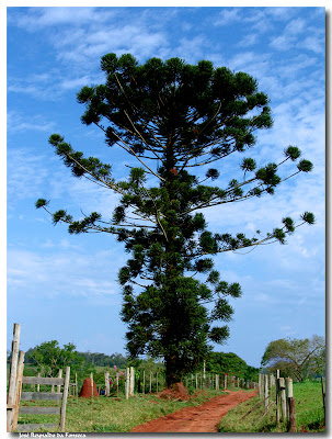 Pino paraná Araucaria angustifolia