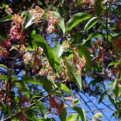 Viraró Ruprechtia laxiflora