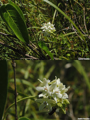 Funastrum flavum