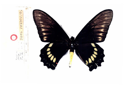 Mariposa polysticto (Battus polystictus)