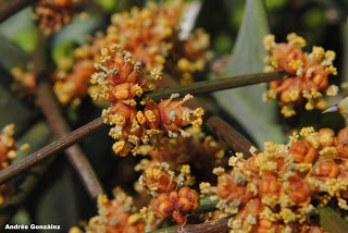Ephedra tweediana