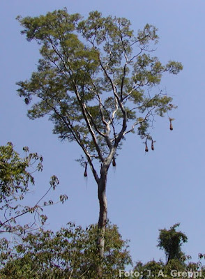 Palo trébol (Amburana cearensis)