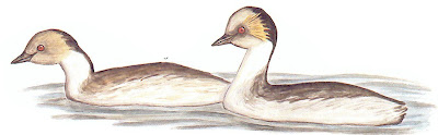 Macá plateado Podiceps occipitalis