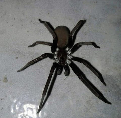 Araña de los timbres (Kukulcania hibernalis)