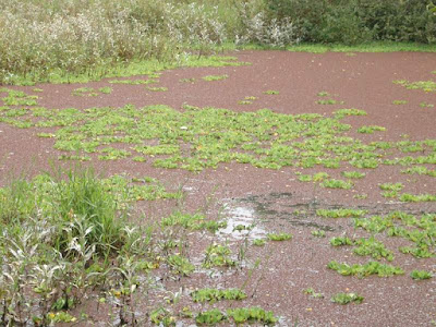Azolla filiculoides