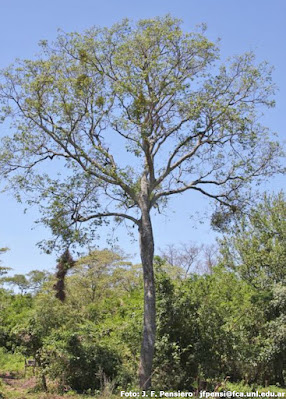 arboles misioneros