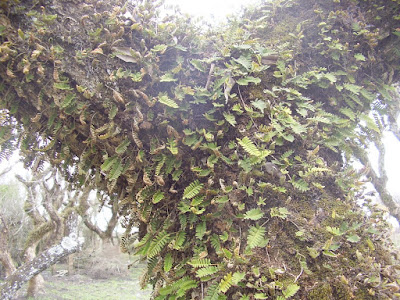 plantas trepadoras de argentina