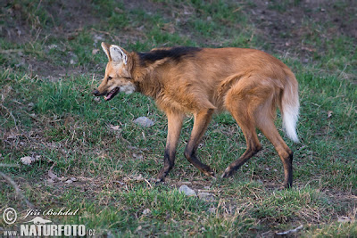 Maned Wolf