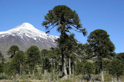 Araucaria Araucaria araucarna
