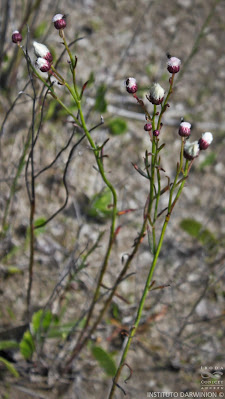 Suncho (Baccharis juncea)
