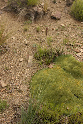 Cenchrus chilensis