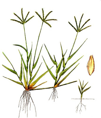 Gramilla brava Cynodon dactylon