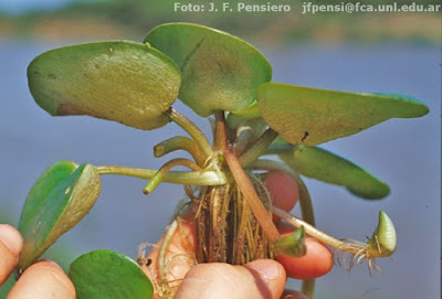 Cucharita de agua (Limnobium laevigatum)