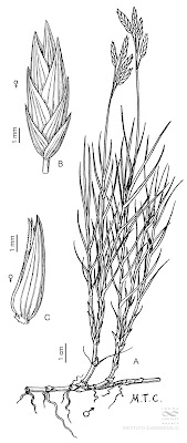 Pichana del indio (Distichlis scoparia)
