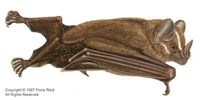 Great Fruit eating Bat