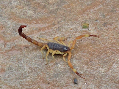 Tityus confluens