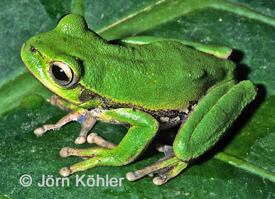 Rana trepadora (Boana marianitae)