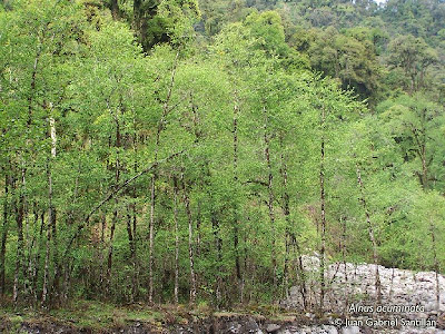 arboles argentinos Aliso del cerro Alnus acuminata
