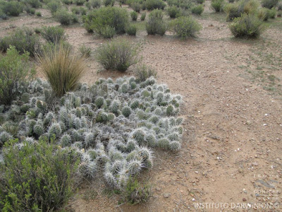 flora nativa Ayrampu