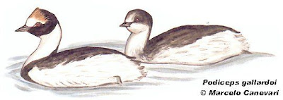 Hooded Grebe