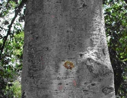 Alnus acuminata tronco