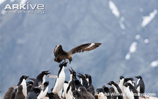 interacciones entre las aves marinas de Argentina Pinguinos y escuas
