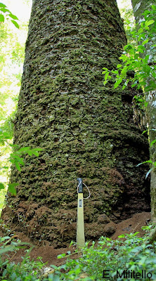 Pino paraná Araucaria angustifolia