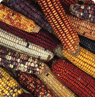 corn. a big lump with knobs.