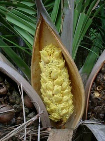 image006