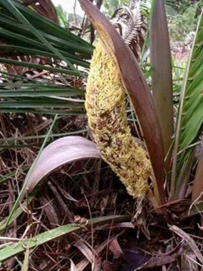 image008