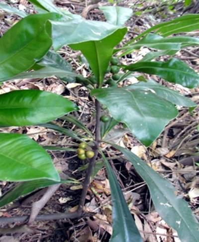 Descrição: C:\Users\Josué\Documents\Helton\Pagina Colecionandofrutas\0-nativas\0-novas\clavijanutans_arquivos\image001.jpg