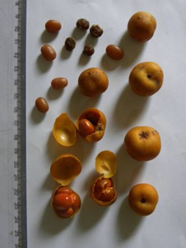 Descrição: C:\Users\Josué\Documents\Helton\Pagina Colecionandofrutas\0-nativas\0-novas\clavijanutans_arquivos\image002.jpg