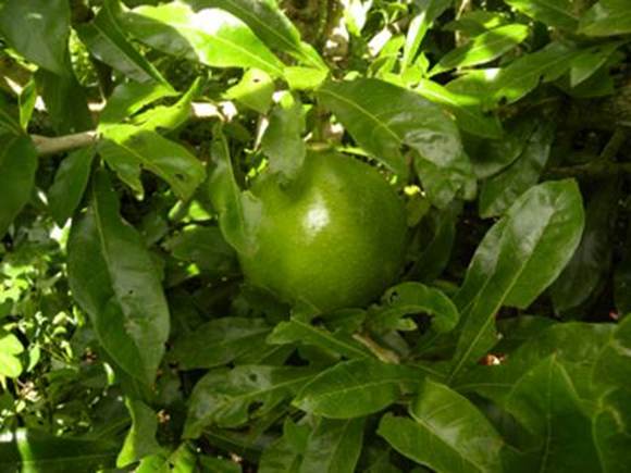 image006