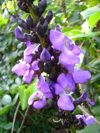 image004
