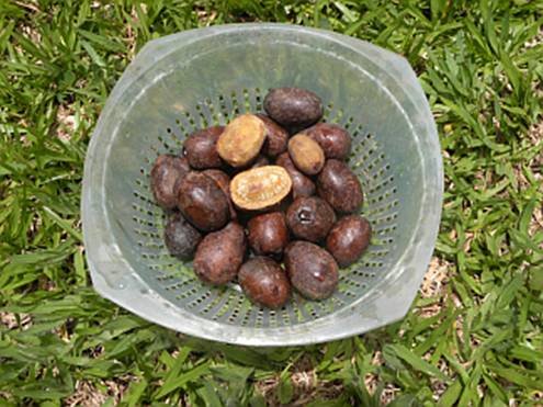 Descrição: C:\Users\Josué\Documents\Helton\Pagina Colecionandofrutas\0-nativas\endopheurauchi_arquivos\image002.jpg