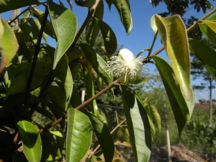 Descrição: C:\Users\Josué\Documents\Helton\Pagina Colecionandofrutas\0-nativas\eugeniacuprea_arquivos\image001.jpg