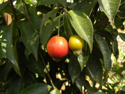 Descrição: C:\Users\Josué\Documents\Helton\Pagina Colecionandofrutas\0-nativas\eugeniacuprea_arquivos\image002.jpg