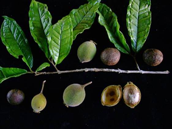 https://www.colecionandofrutas.com.br/eugeniaparanapiacabensis_arquivos/image001.jpg