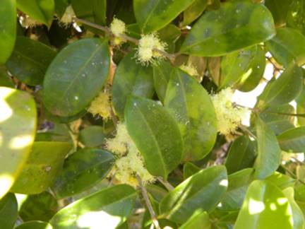 Descrição: Descrição: C:\Users\Josué\Documents\Helton\Pagina Colecionandofrutas\0-nativas\0-novas\eugeniarotundifolia_arquivos\image001.jpg