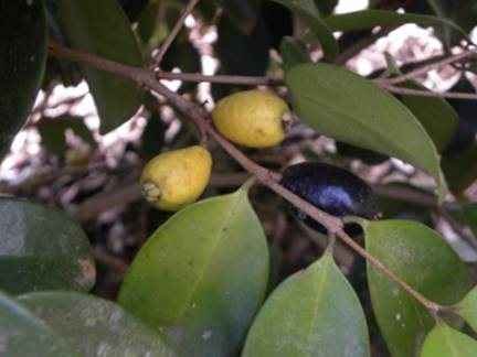 Descrição: Descrição: C:\Users\Josué\Documents\Helton\Pagina Colecionandofrutas\0-nativas\0-novas\eugeniarotundifolia_arquivos\image002.jpg