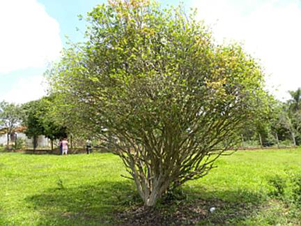 Descrição: image001