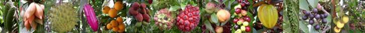 Descrição: C:\Users\Josué\Documents\Helton\Pagina Colecionandofrutas\0-corpo\apicolas_arquivos\image001.jpg
