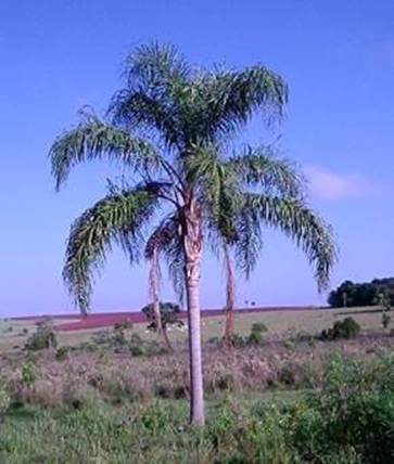 image002