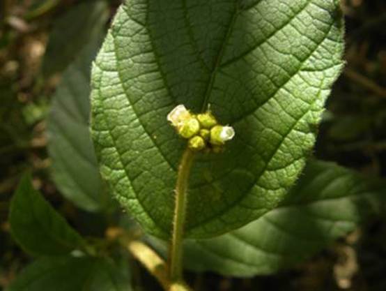 image004
